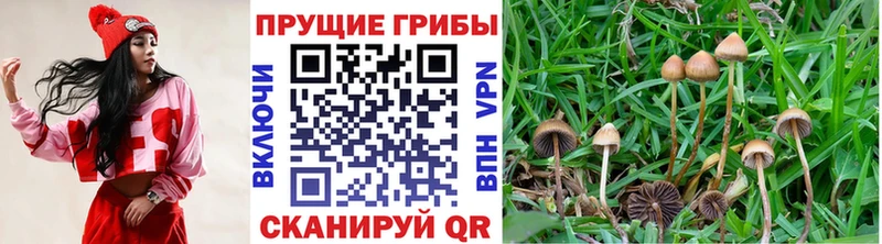 Псилоцибиновые грибы Cubensis  Майский 